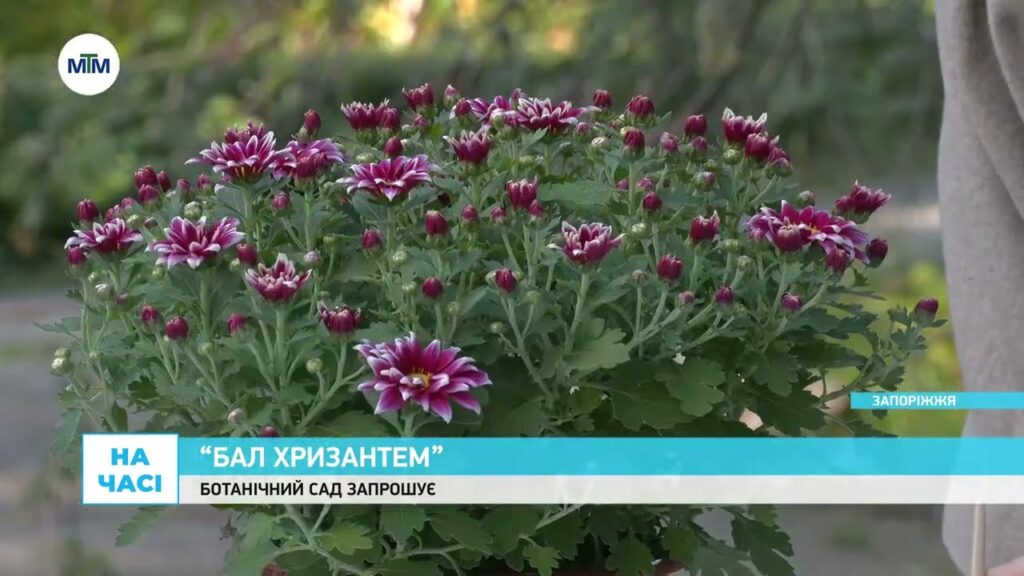 “Бал хризантем” у Ботанічному саду