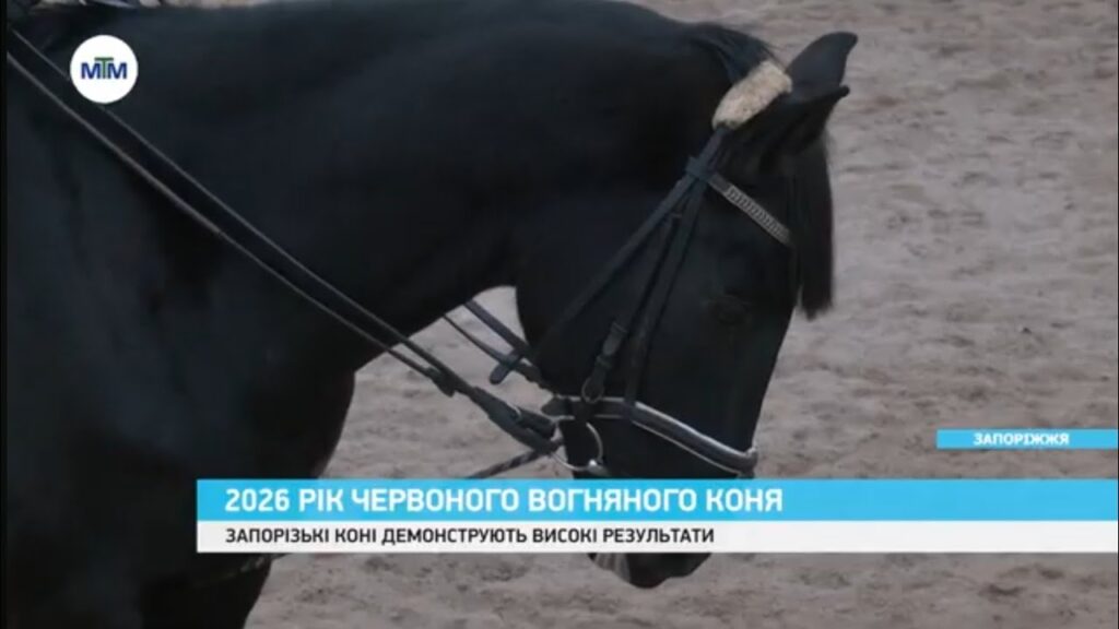 Як спілкування з конем впливає на психіку та здоров’я людини