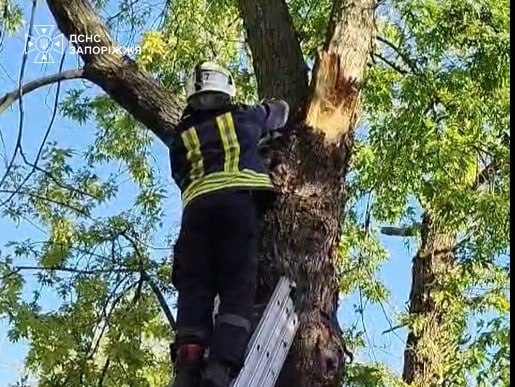 У Запоріжжі на висоті 6 метрів від землі на дереві застряг кіт і не міг самостійно спуститися