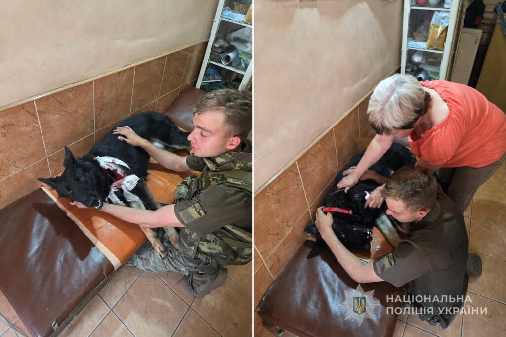 Під час ворожої атаки у Вільнянську постраждала службова собака Фортуна