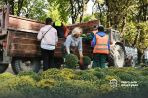 У Запоріжжі розпочали осінню висадку хризантем