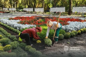 У Запоріжжі розпочали осінню висадку хризантем