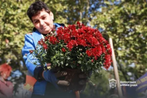 У Запоріжжі розпочали осінню висадку хризантем