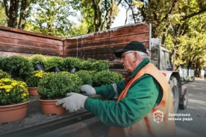 У Запоріжжі розпочали осінню висадку хризантем